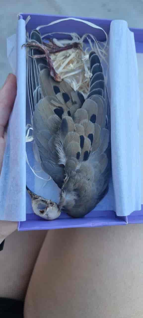 paloma taxidermizada en una caja