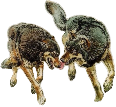 lobos jugando juntos